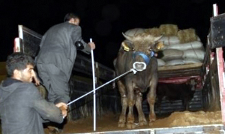 Ardahandan götürülen Kurbanlıklar İstanbul'da!