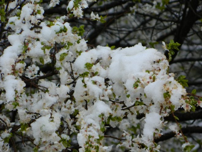Posof ta kar süprizi