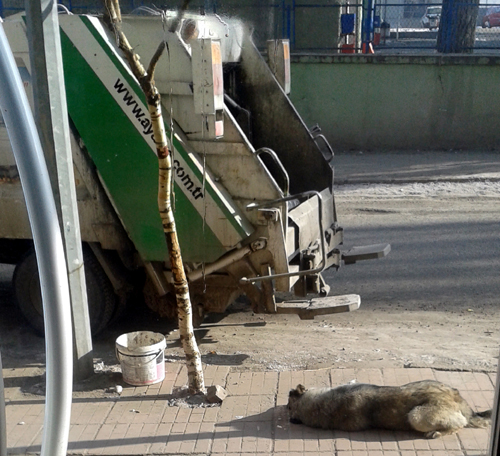 Ardahan'da köpek katliamları devam ediyor