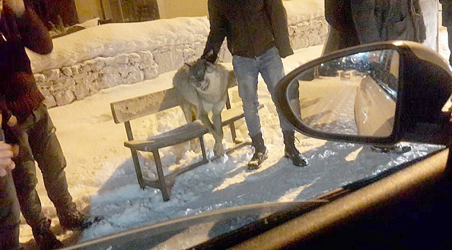 Aç kurt mahalleye indi, canından oldu