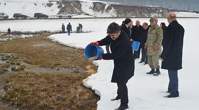 Göle Belediyesi atları vurmadı sahip çıktı