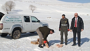 Hayvanlar için doğaya yem bırakıldı