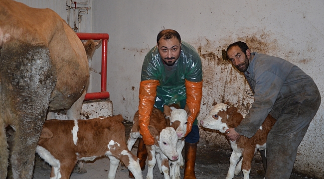 Dördüz buzağılar ilgi odağı oldu