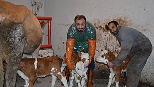Dördüz buzağılar ilgi odağı oldu