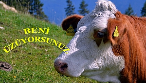 Hayvancılıkta en şanslı 12 il!