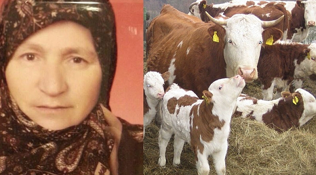 Hayvan hırsızları Çıldır’da gece mesaisinde