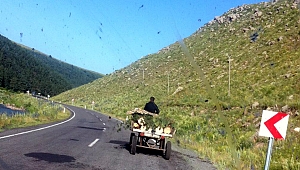 Ormanlar katlediliyor