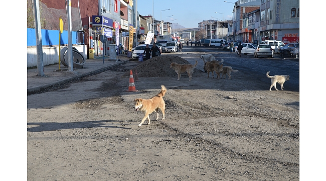 Ardahan ve Göle'de sokak köpekleri şehir turu attı