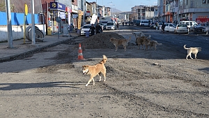 Ardahan ve Göle'de sokak köpekleri şehir turu attı