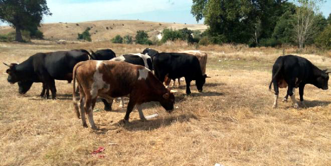 Cavit Çetin'den önemli açıklamalar