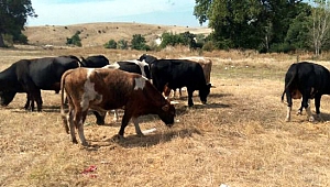 Cavit Çetin'den önemli açıklamalar