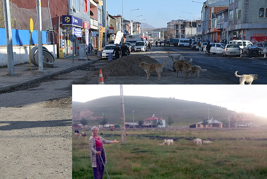 Başıboş köpekler tehlike saçıyor