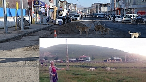 Başıboş köpekler tehlike saçıyor