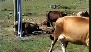 Yaylada büyük tehlike