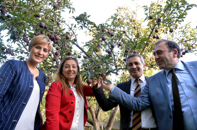 Kırmızı elma için sona yaklaşıldı