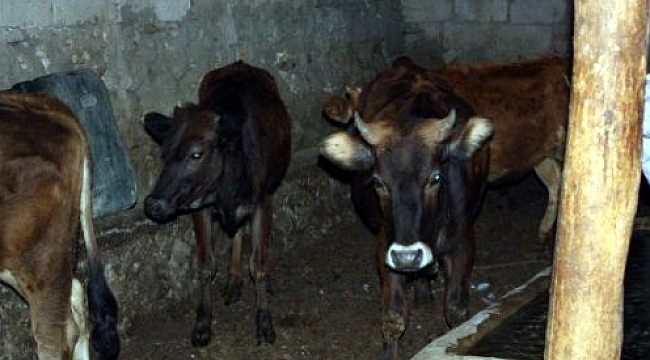Posof’un 14 ineği Ardahan’da çalındı