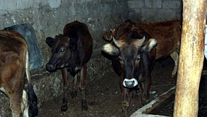 Posof’un 14 ineği Ardahan’da çalındı