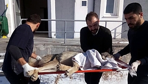 Işığa gelen kurda araba çarptı!