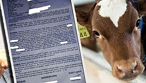 Van'ın kulak küpesi Ardahan'da yakalandı