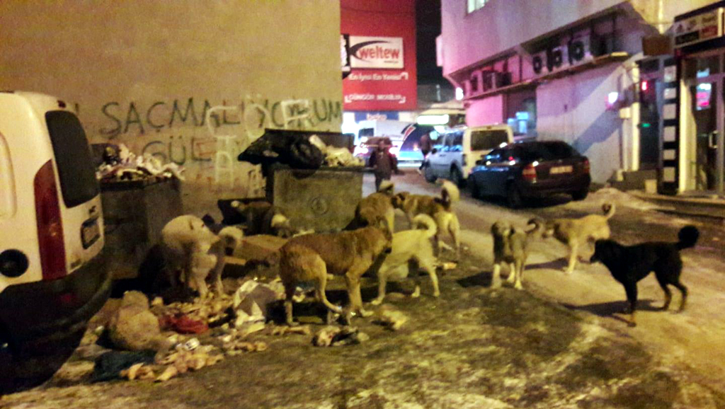 Ardahan’da büyük kavga!