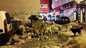 Ardahan’da büyük kavga!