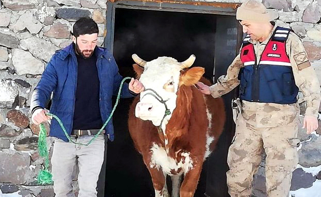 İzleri sürülen hayvan hırsızlarına suçüstü