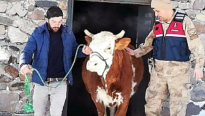 İzleri sürülen hayvan hırsızlarına suçüstü