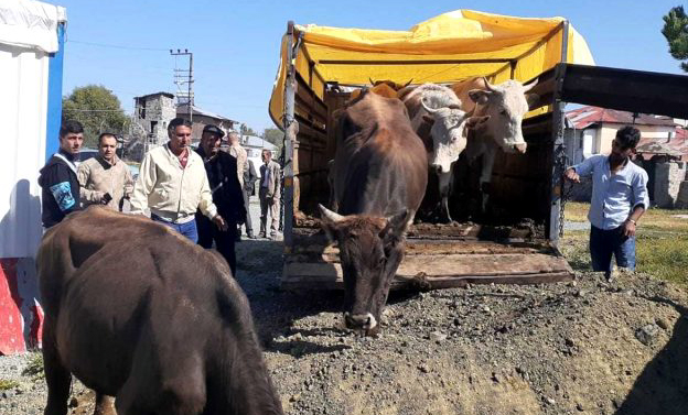 Göle’de çalındı, Kars’ta yakalandı