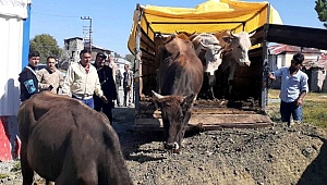 Göle’de çalındı, Kars’ta yakalandı
