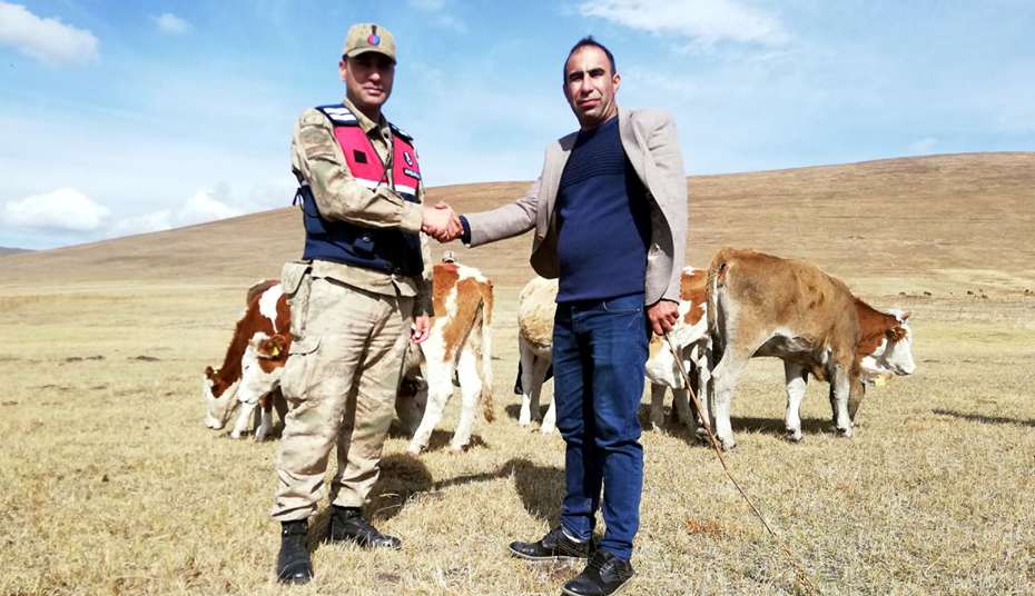 Çalınan 20 büyükbaş hayvandan 13'ü bulundu