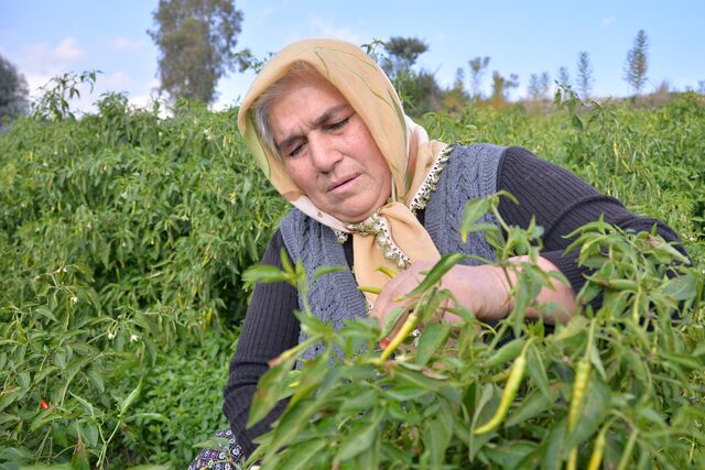 Kırsaldaki Kadınlara Bakanlık Desteği