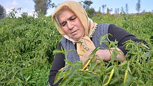 Kırsaldaki Kadınlara Bakanlık Desteği