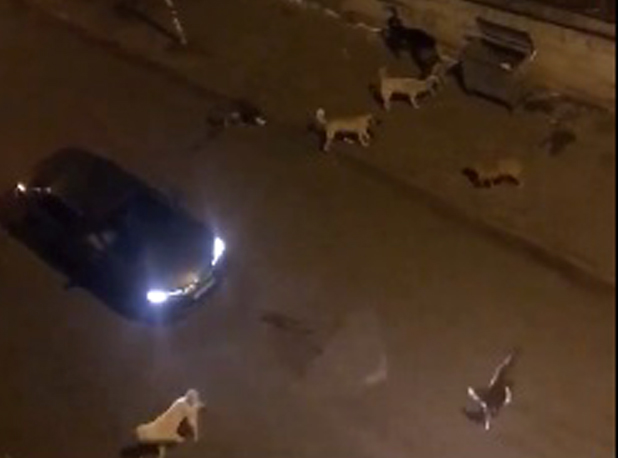 BAŞIBOŞ KÖPEKLER TEHLİKE SAÇIYOR