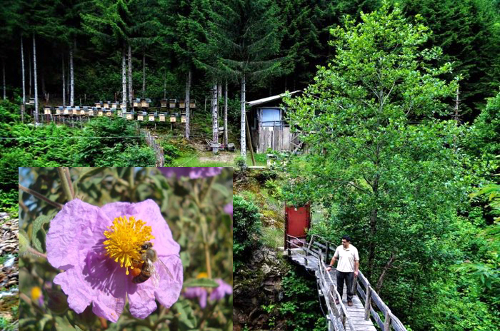 İLK BAL ORMANI ARDAHAN'A KURULUYOR