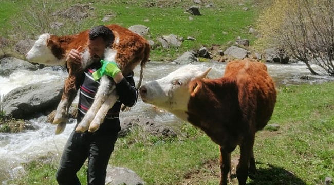 Anası danasını bırakmadı