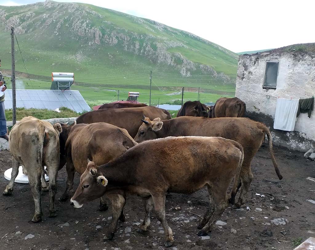 SATILIK KURBANLIK