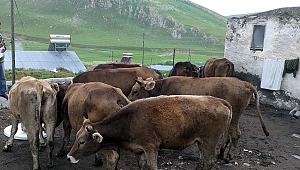 SATILIK KURBANLIK