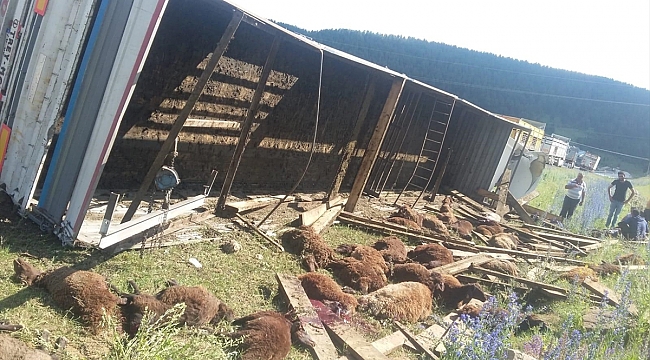 32 HAYVAN TELEF OLDU