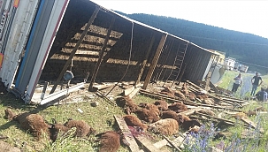 32 HAYVAN TELEF OLDU
