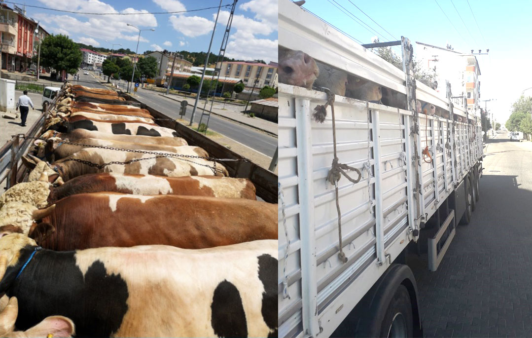 ARDAHAN'DA KURBAN SEVKİYATI BAŞLADI