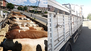 ARDAHAN'DA KURBAN SEVKİYATI BAŞLADI