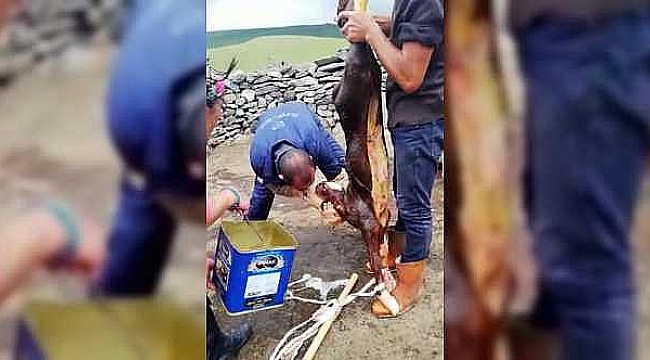 Nefessiz kalan buzağıya suni teneffüs uygulandı