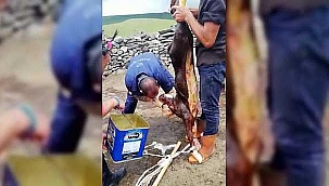 Nefessiz kalan buzağıya suni teneffüs uygulandı