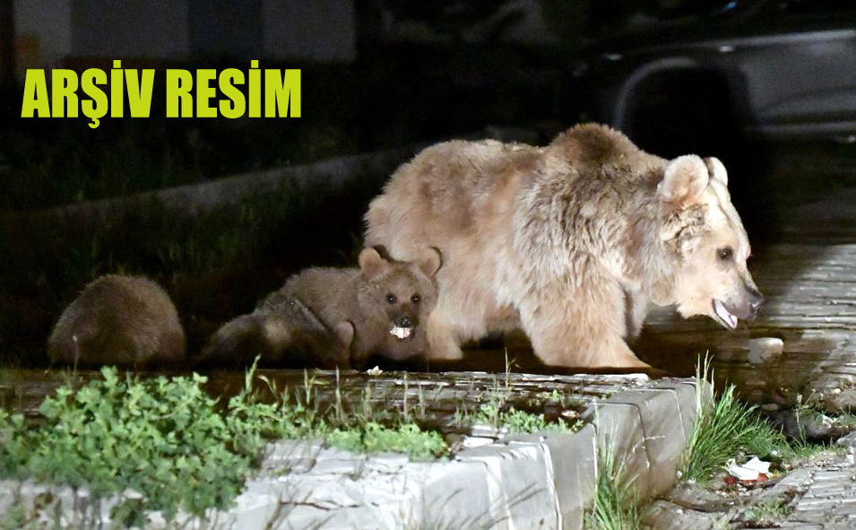 BOZ AYI ARDAHAN’A İNDİ