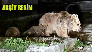 BOZ AYI ARDAHAN’A İNDİ