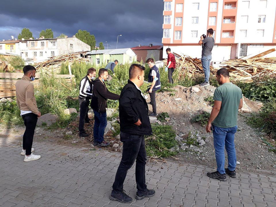 GÖLE'DE DOĞAL UYUŞTURUCU TARLASI BULUNDU!