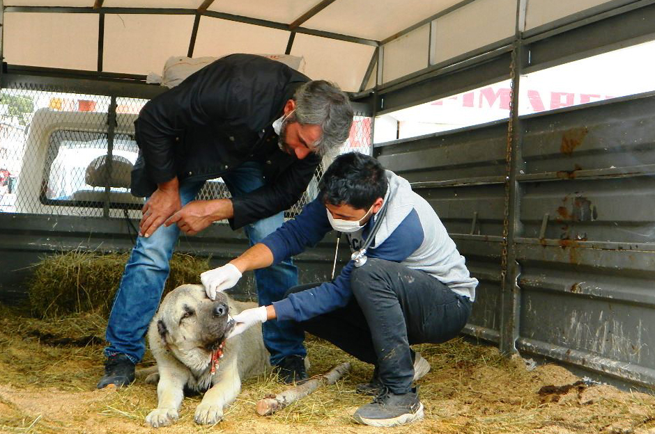 AYININ SALDIRDIĞI KÖPEK KURTARILAMADI