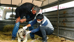AYININ SALDIRDIĞI KÖPEK KURTARILAMADI