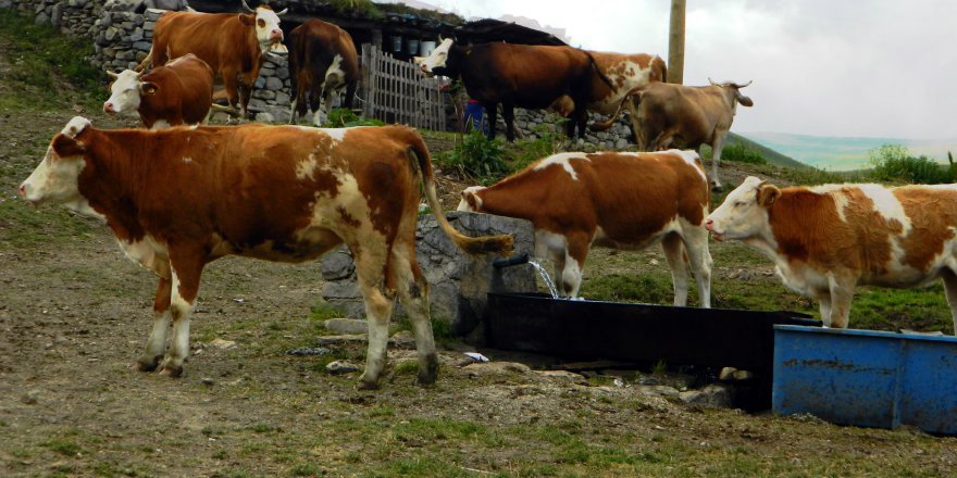 POSOF’TA 23 ADET HAYVAN ÇALINDI