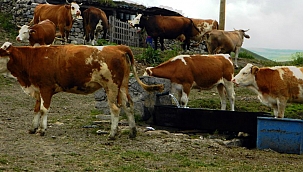 POSOF’TA 23 ADET HAYVAN ÇALINDI
